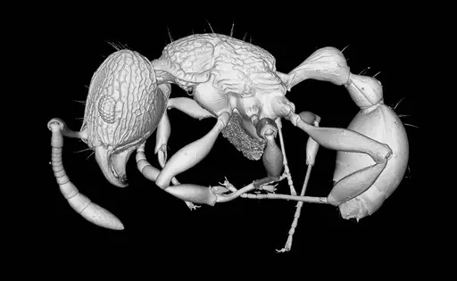 Tetramorium krishnani specimen NCBS-AV940 image ncbs-av940_6