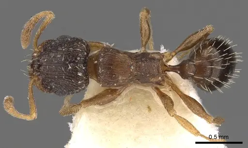 Tetramorium krynitum specimen CASENT0901213 image casent0901213_1
