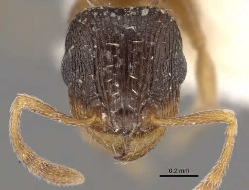 Tetramorium krynitum specimen CASENT0901213 image casent0901213_2