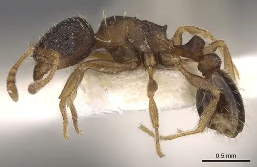 Tetramorium krynitum specimen CASENT0901213 image casent0901213_3