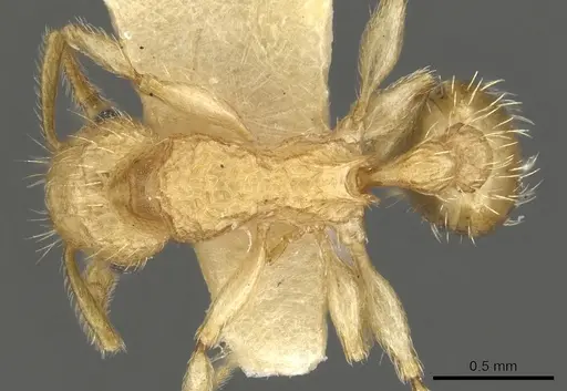 Tetramorium kydelphon specimen CASENT0901075 image casent0901075_1