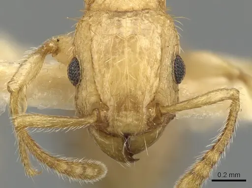 Tetramorium kydelphon specimen CASENT0901075 image casent0901075_2