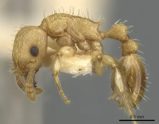 Tetramorium kydelphon specimen CASENT0901075 image casent0901075_3