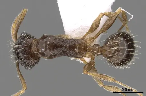 Tetramorium laevithorax specimen CASENT0217220 image casent0217220_1
