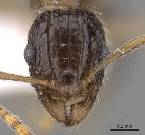 Tetramorium laevithorax specimen CASENT0217220 image casent0217220_2