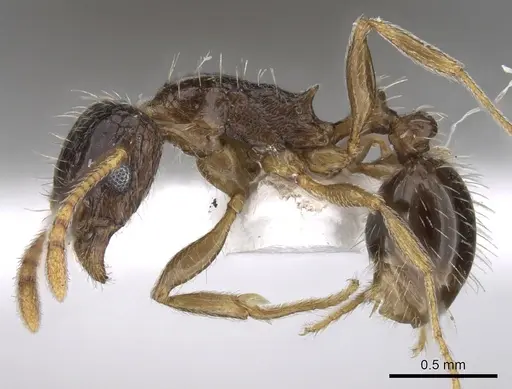 Tetramorium laevithorax specimen CASENT0217220 image casent0217220_3