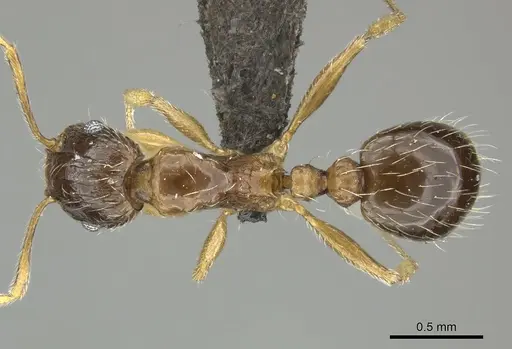 Tetramorium laevithorax specimen CASENT0249027 image casent0249027_1