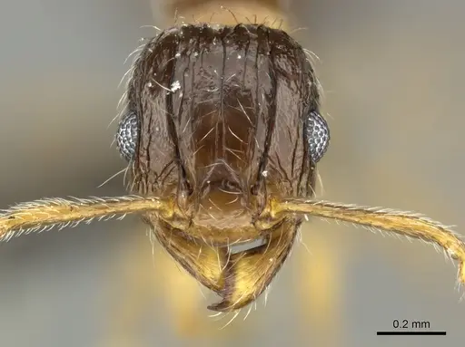 Tetramorium laevithorax specimen CASENT0249027 image casent0249027_2