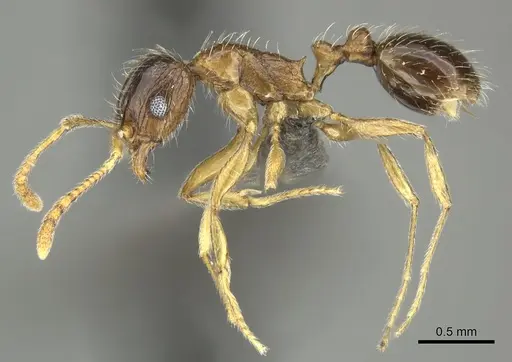 Tetramorium laevithorax specimen CASENT0249027 image casent0249027_3