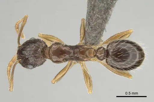 Tetramorium laevithorax specimen CASENT0253001 image casent0253001_1