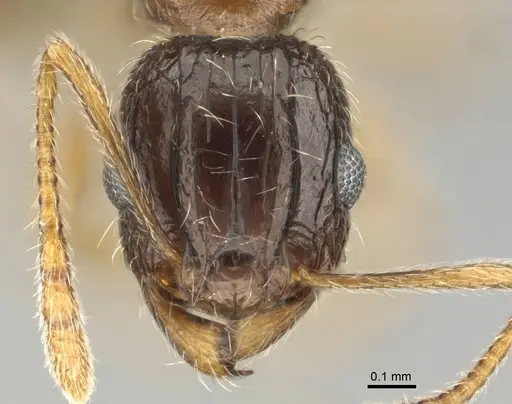Tetramorium laevithorax specimen CASENT0253001 image casent0253001_2