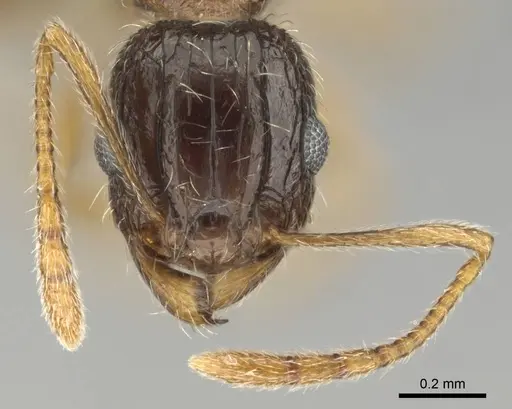 Tetramorium laevithorax specimen CASENT0253001 image casent0253001_3