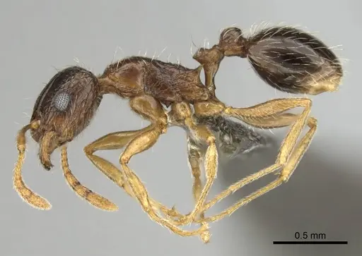 Tetramorium laevithorax specimen CASENT0253001 image casent0253001_4