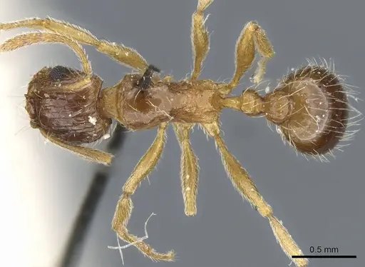 Tetramorium laevithorax specimen CASENT0904842 image casent0904842_1