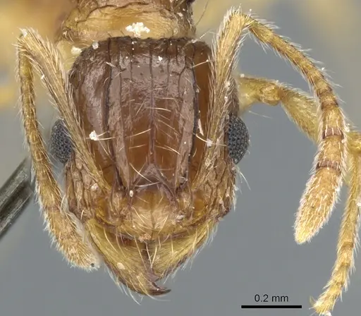 Tetramorium laevithorax specimen CASENT0904842 image casent0904842_2