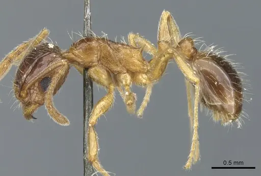 Tetramorium laevithorax specimen CASENT0904842 image casent0904842_3