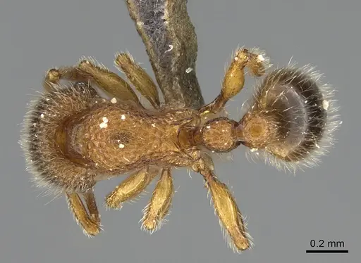 Tetramorium lanuginosum specimen ANTWEB1041901 image antweb1041901_1