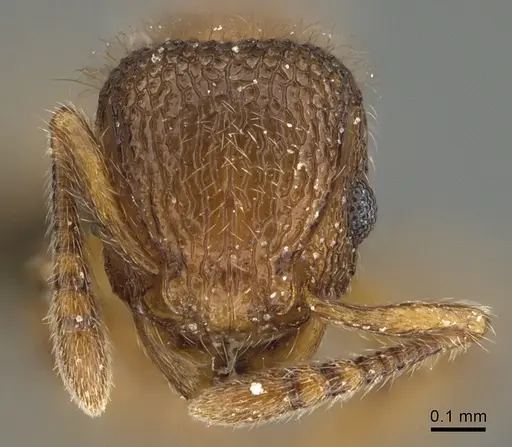 Tetramorium lanuginosum specimen ANTWEB1041901 image antweb1041901_2
