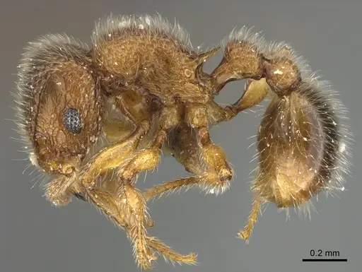 Tetramorium lanuginosum specimen ANTWEB1041901 image antweb1041901_3