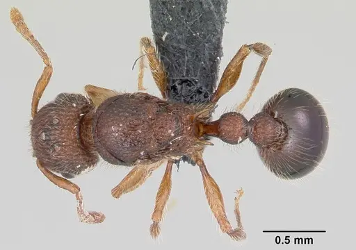 Tetramorium lanuginosum specimen CASENT0060445 image casent0060445_1