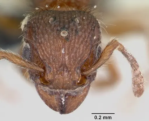 Tetramorium lanuginosum specimen CASENT0060445 image casent0060445_2
