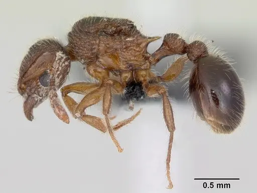 Tetramorium lanuginosum specimen CASENT0060445 image casent0060445_3
