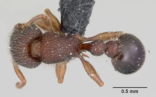 Tetramorium lanuginosum specimen CASENT0060515 image casent0060515_1