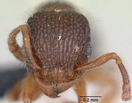 Tetramorium lanuginosum specimen CASENT0060515 image casent0060515_2
