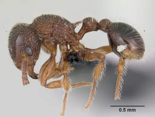 Tetramorium lanuginosum specimen CASENT0060515 image casent0060515_3