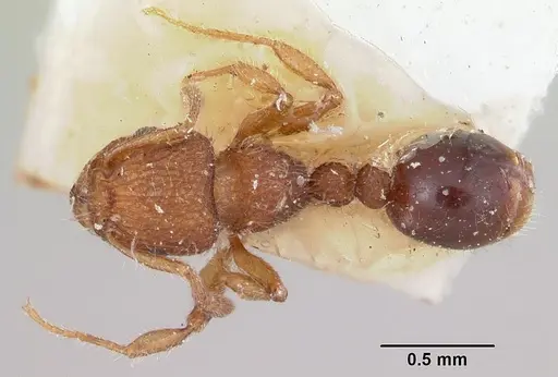 Tetramorium lanuginosum specimen CASENT0101228 image casent0101228_1