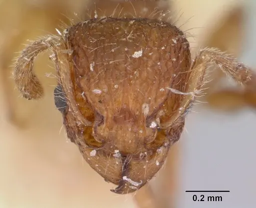 Tetramorium lanuginosum specimen CASENT0101228 image casent0101228_2