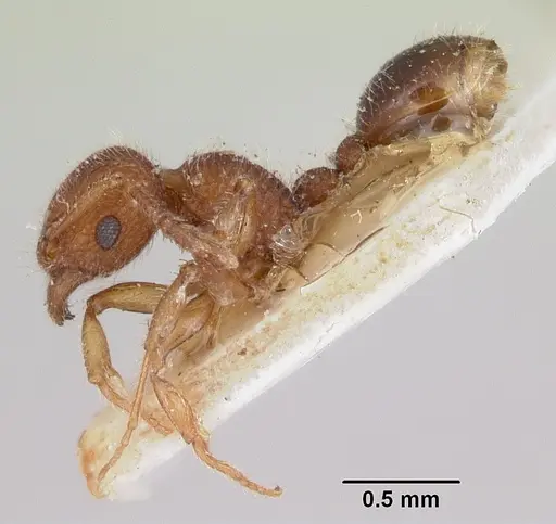 Tetramorium lanuginosum specimen CASENT0101228 image casent0101228_3