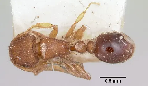 Tetramorium lanuginosum specimen CASENT0101229 image casent0101229_1