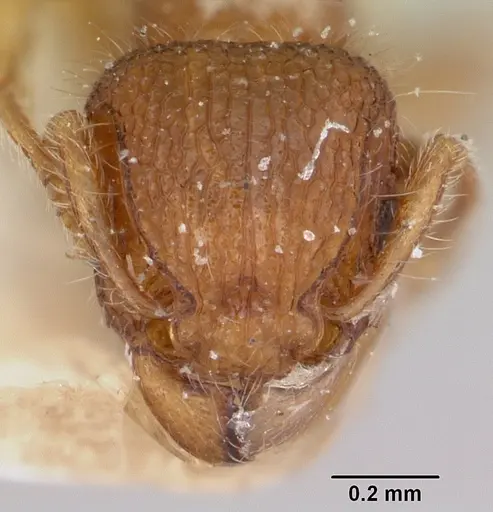 Tetramorium lanuginosum specimen CASENT0101229 image casent0101229_2
