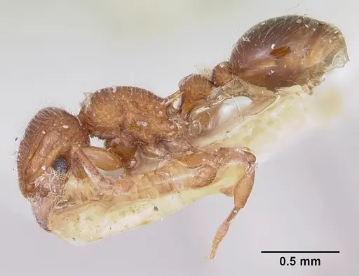 Tetramorium lanuginosum specimen CASENT0101229 image casent0101229_3
