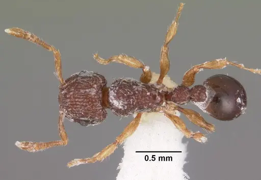 Tetramorium lanuginosum specimen CASENT0102356 image casent0102356_1