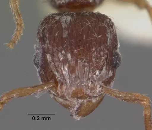 Tetramorium lanuginosum specimen CASENT0102356 image casent0102356_2