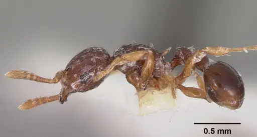 Tetramorium lanuginosum specimen CASENT0102356 image casent0102356_3