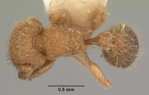 Tetramorium lanuginosum specimen CASENT0102357 image casent0102357_1