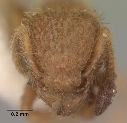 Tetramorium lanuginosum specimen CASENT0102357 image casent0102357_2