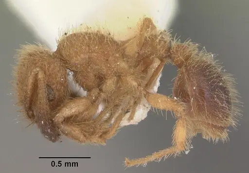 Tetramorium lanuginosum specimen CASENT0102357 image casent0102357_3