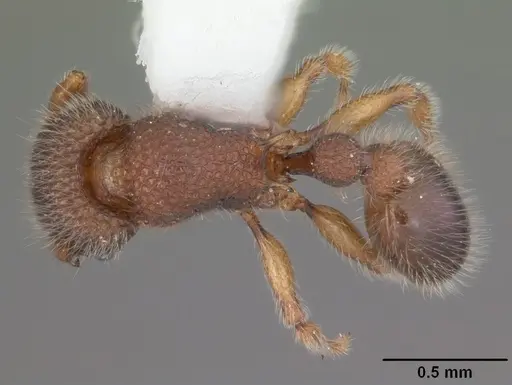Tetramorium lanuginosum specimen CASENT0102740 image casent0102740_1