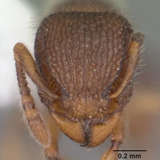 Tetramorium lanuginosum specimen CASENT0102740 image casent0102740_2