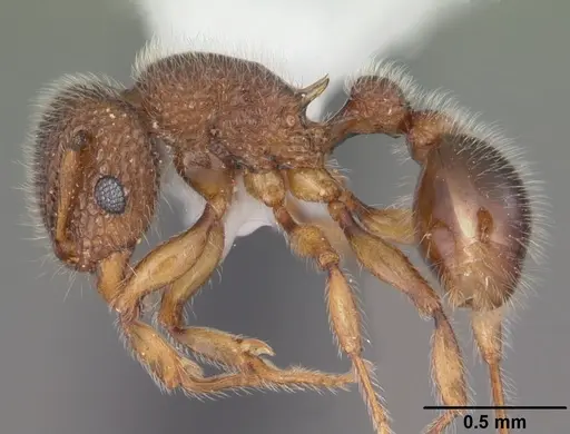 Tetramorium lanuginosum specimen CASENT0102740 image casent0102740_3