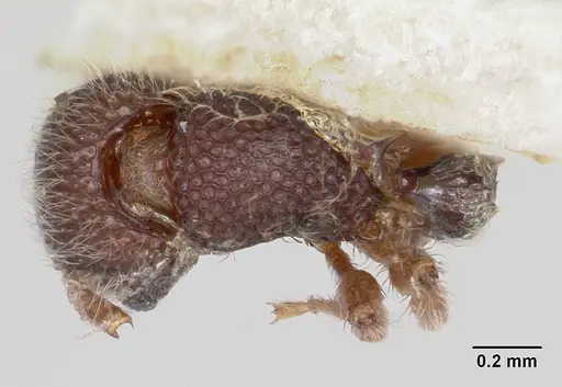 Tetramorium lanuginosum specimen CASENT0103303 image casent0103303_1