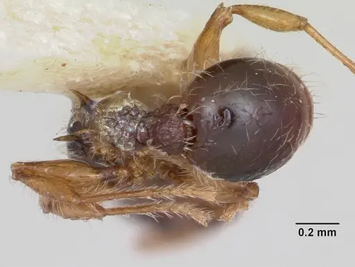 Tetramorium lanuginosum specimen CASENT0103303 image casent0103303_2