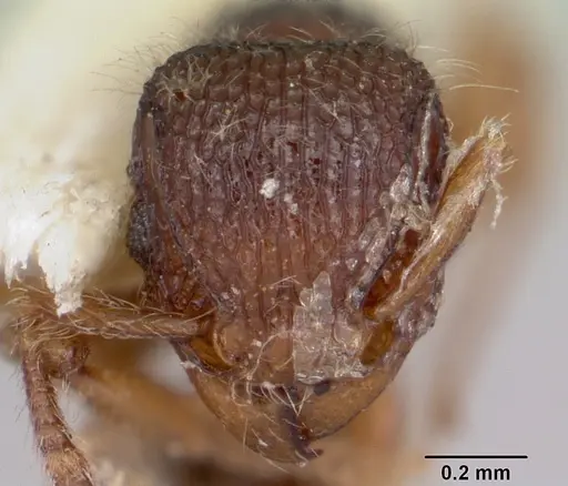 Tetramorium lanuginosum specimen CASENT0103303 image casent0103303_3