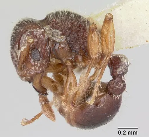 Tetramorium lanuginosum specimen CASENT0103303 image casent0103303_4