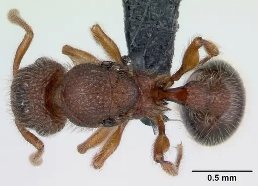 Tetramorium lanuginosum specimen CASENT0103336 image casent0103336_1