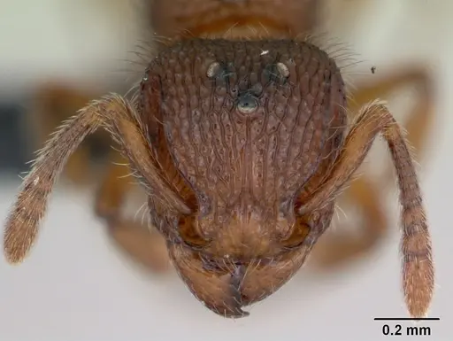 Tetramorium lanuginosum specimen CASENT0103336 image casent0103336_2